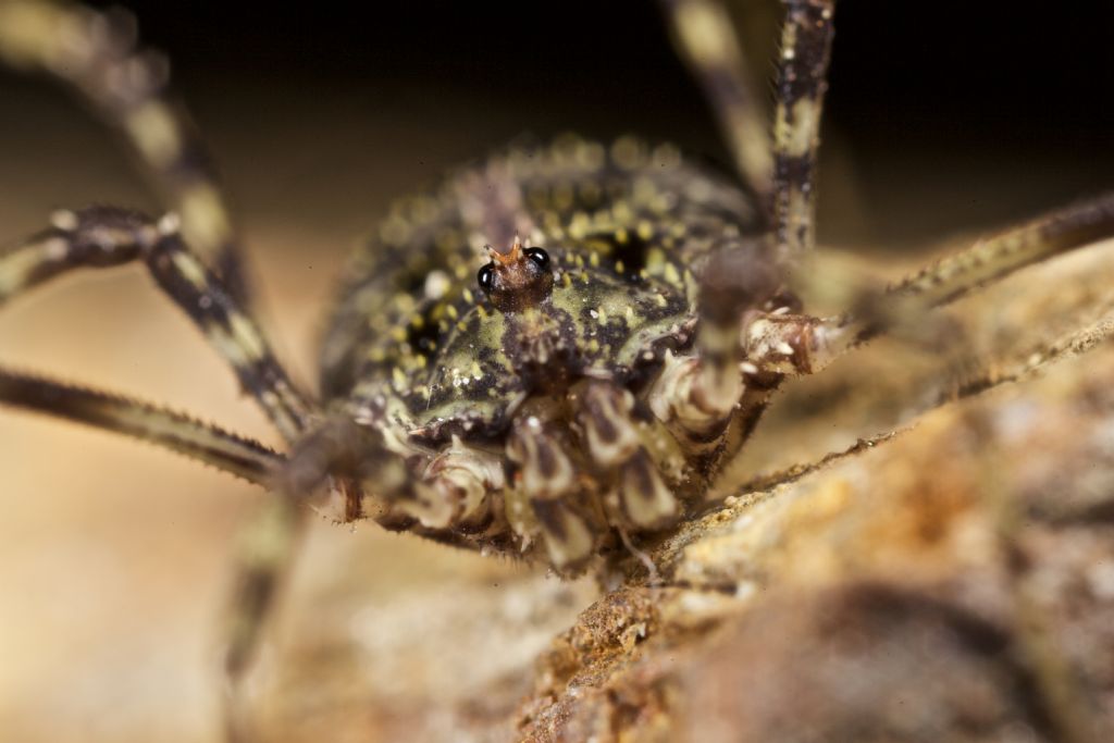 Lacinius dentiger  (Phalangiidae)